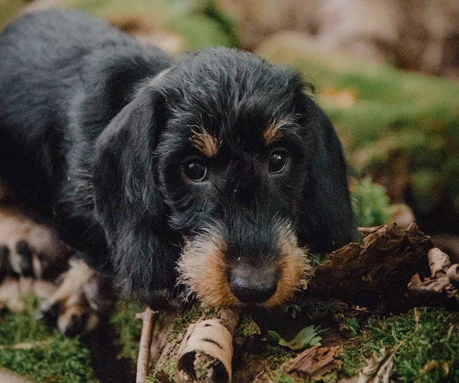 Dackel sitzt im Wald auf Moos und blickt in die Kamera